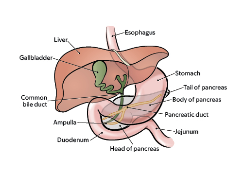 What the pancreas looks like and its anatomy in your body 