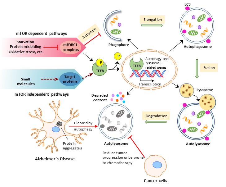 Autophagic modulators as a therapy for Alzheimer’s disease and Cancer 