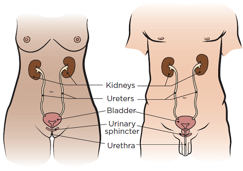 图 1. 女性（左侧）和男性（右侧）泌尿系统