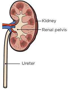 Figure 2. Parts of your kidney