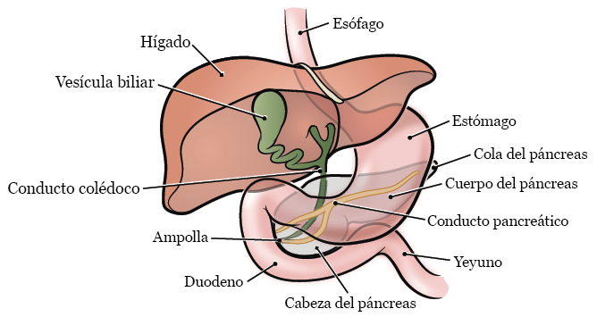 Figura 1. El páncreas y los órganos circundantes