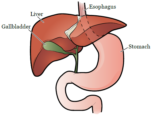 Figure 1. The gallbladder