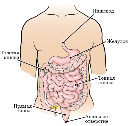 Рисунок 1.  Пищеварительная система