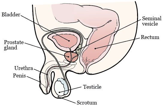 Figure 1. Your prostate and surrounding organs