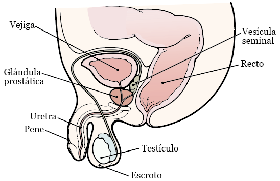 Figura 1. La próstata y los órganos circundantes