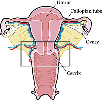 Figura 1. El sistema reproductivo femenino. La zona en el rectángulo es lo que le pueden extirpar durante su traquelectomía.