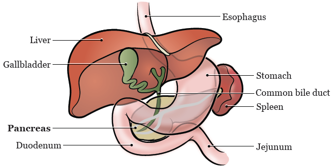 图 1. 胰腺