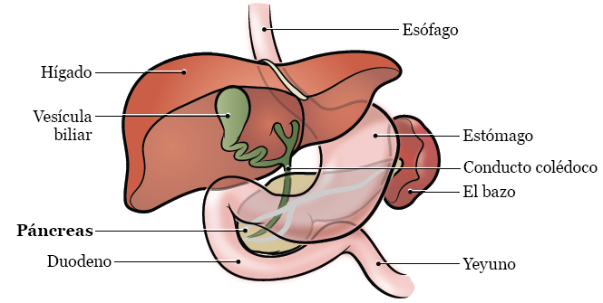Figura 1. El páncreas