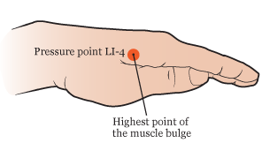 "Figure 3. Finding the highest point of the muscle bulge"