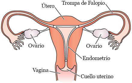 Figura 1. Sistema reproductivo femenino