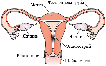 Рисунок 1.  Женская репродуктивная система