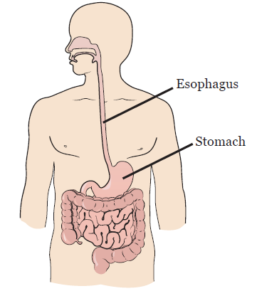 Figure 1. Your esophagus and stomach