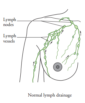 Figure 1. Normal lymph drainage
