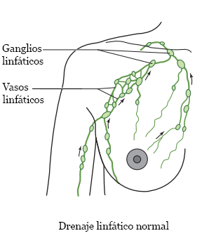 Figura 1. Drenaje linfático normal