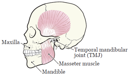 Figure 1. The bones and muscles of your jaw