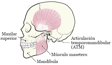 Figura 1. Los huesos y músculos de la mandíbula