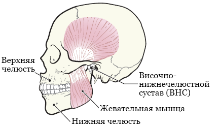 Рисунок 1.  Кости и мышцы челюстей