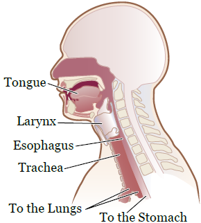 图 1. 帮助您吞咽的肌肉和结构