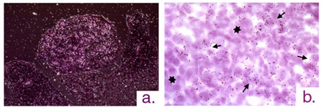 In females, meiosis is initiated during fetal development. 