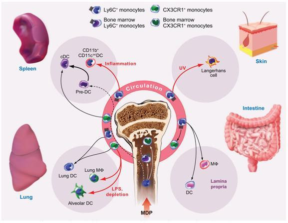 Monocyte subsets and trafficking
