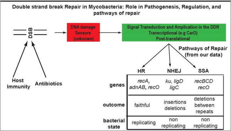 Double strand break repair in mycobacteria