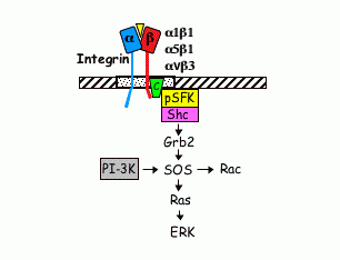 Integrin-specific signaling