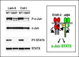 Immunoblotting shows that the activation of STAT3 and c-Jun is defective in ErbB2-transformed mammary epithelial cells carrying a knock-in mutation that deletes the c-terminal, signaling domain of the β4 integrin (left). The model illustrates the signaling mechanisms that enable β4 to amplify oncogenic ErbB2 signaling (right). See Guo et al. Cell 10:93-95, 2006.