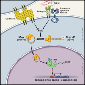 Model of Merlin's Function see Li et al. Cell 140:447-90, 2010