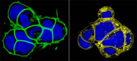 Live imaging nucleus and membrane in mouse embryonic stem (ES) cells.