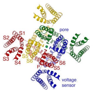 Structure of the Kv1.2 channel viewed from the extracellular side