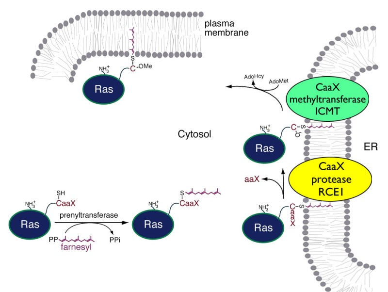 Post-translational processing of CaaX proteins such as Ras