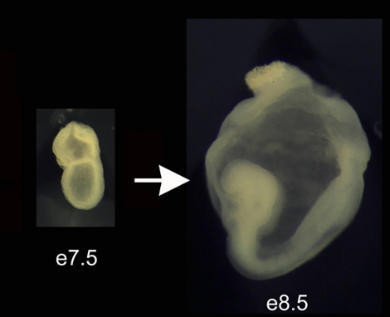 The mouse embryo grows and changes morphology dramatically between embryonic day 7.5 and 8.5.