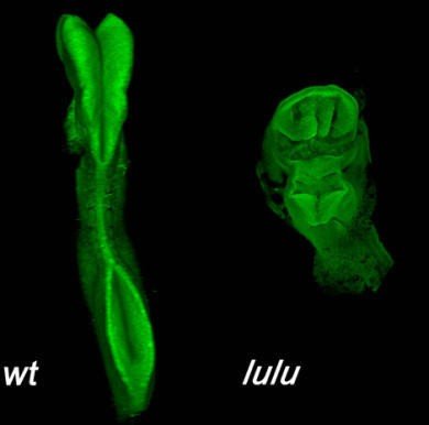 3D confocal reconstruction of e8.5 embryos stained for expression of the neural marker Sox2.