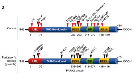 Mutations of PARK2 in cancer and Parkinson's disease
