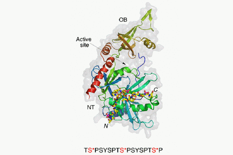 Structure of capping enzyme bound to the CTD from RNA polymerase II