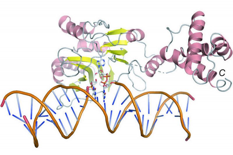Structure of Rnl2 bound to a nicked adenylated substrate