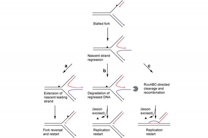 Figure 1: Recombination-Dependent Replication and Direct Restart Mechanisms of Reactivating Forks Stalled by Leading-Strand-Specific Lesions