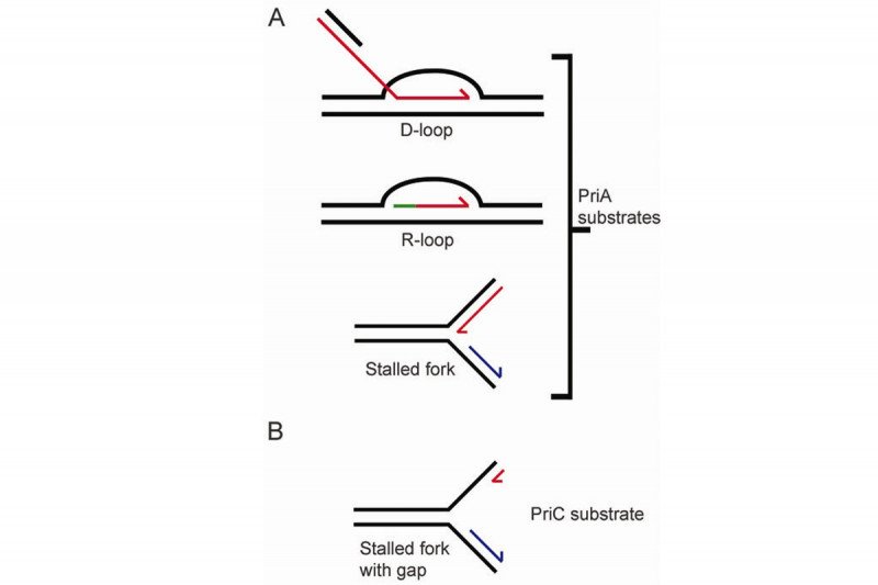 Figure 2: PriA and PriC Recognize Different Structures for Replication Restart