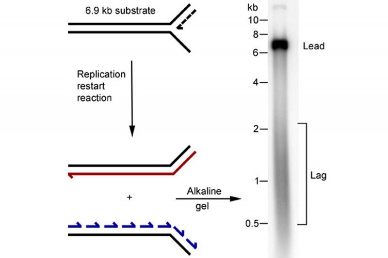 Figure 3: A Template for Reconstitution of Replication Restart at a Stalled Replication Fork