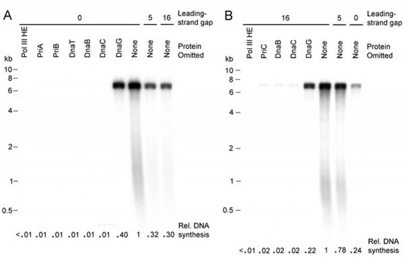 Figure 4: Leading-Strand Gaps Differentially Affect Replication Restart