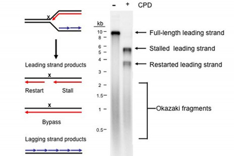 Figure 8: Replisome Stalling and Restart on a DNA Template Carrying a Cyclopyrimidine Dimer in the Leading-Strand Template