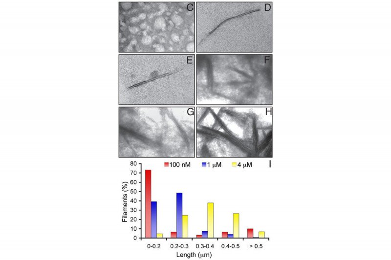 Figure 10: Filaments of MreB