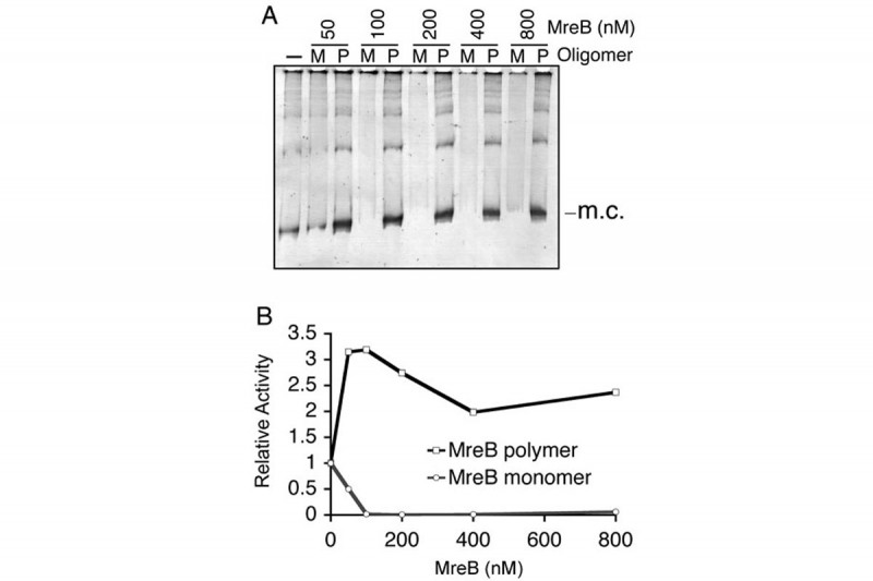 Figure 11: The Oligomeric State of MreB Determines its Effect on Topo IV Decatenation Activity
