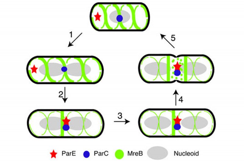 Figure 12: Interaction Between MreB and Topo IV May Help Coordinate Late Cell Cycle Events