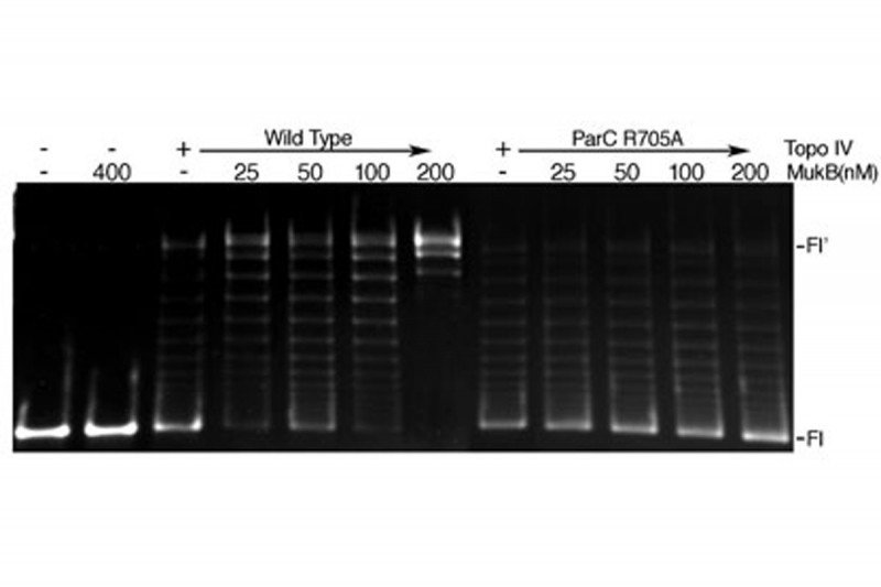 Figure 14: The Interaction Between MukB and ParC is Required for Stimulation of Topo IV-Catalyzed Superhelical DNA Relaxation