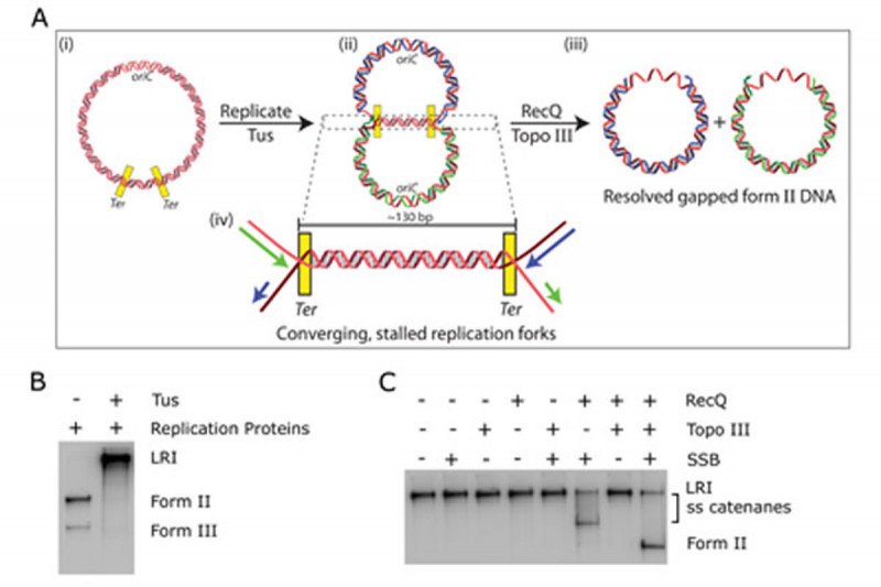 Figure 15: Resolution of Converging, Stalled Replication Forks by RecQ and Topo III