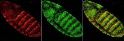 Armadillo and Engrailed Proteins in a Drosophila Embryo
