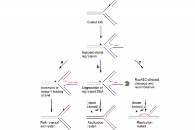 Figure 1: Recombination-Dependent Replication and Direct Restart Mechanisms of Reactivating Forks Stalled by Leading-Strand-Specific Lesions