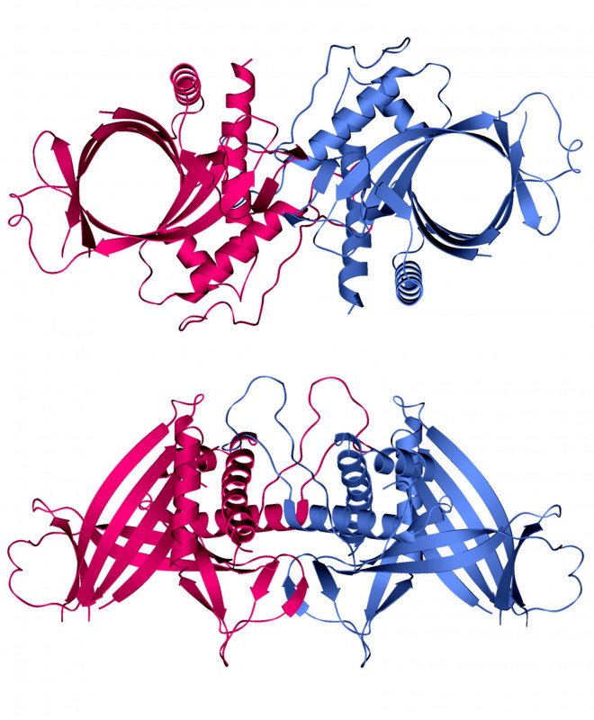 Overall fold of the RNA triphosphatase dimer (PDB ID code: 1D8I).