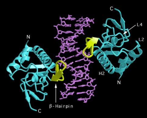 Smad3 MH1 domain in complex with DNA